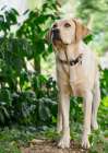 Yellow Labrador dog outdoors looking alertly at something. Art Print